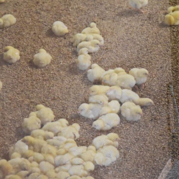 Tschannen_25Jahr_124